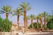 021-Пальмы в пустыне